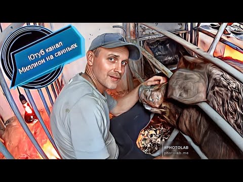 Видео: СЛОЖНЫЙ ОПОРОС У СВИНОМАТКИ ПОРОДЫ ДЮРОК ‼️ДОСТАВАЛ ПОРОСЯТ 🐽