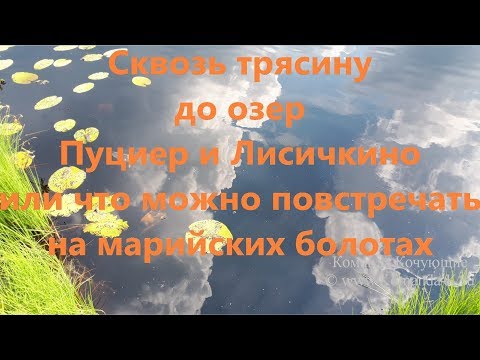 Видео: Сквозь трясину до озер Пуциер и Лисичкино, или что можно повстречать на марийских болотах