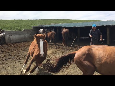 Видео: Шалма салу