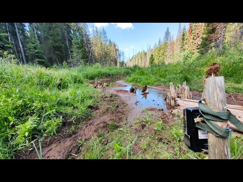 Видео: Нашел странную ТРОПУ у ручья и оставил Фотоловушку! Список животных УДИВИЛ!