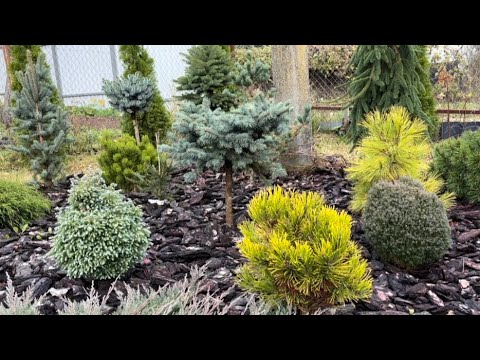 Видео: Привела в порядок одну из клумб