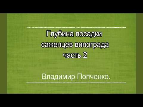 Видео: Глубина посадки, саженцев винограда.  Часть 2.