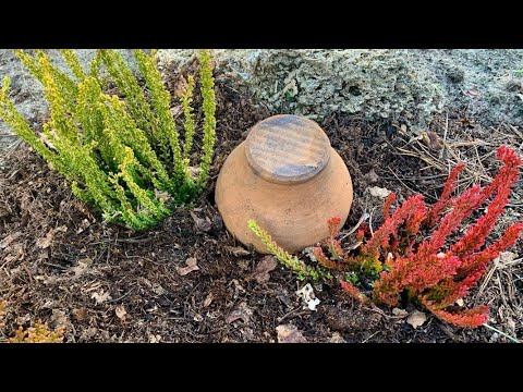 Видео: Верес , еріка і андромеда