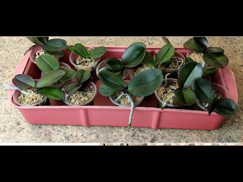 Видео: Орхидея во мхе размер 1,7- когда пересаживать?