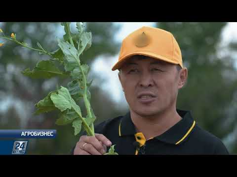 Видео: Как правильно выращивать рапс, чтобы получить высокую прибыль | Агробизнес