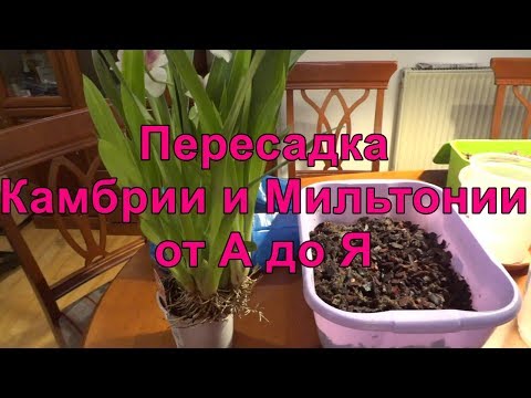 Видео: 🌺 Пересадка Камбрии и Мильтонии. От А до Я