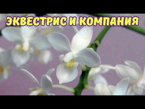 Видео: Всё о моих фаленопсисах эквестрис и тех, кто ими «притворяется»