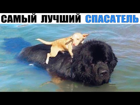 Видео: Ньюфаундленд – Главный Добряк Среди Всех Пород Собак