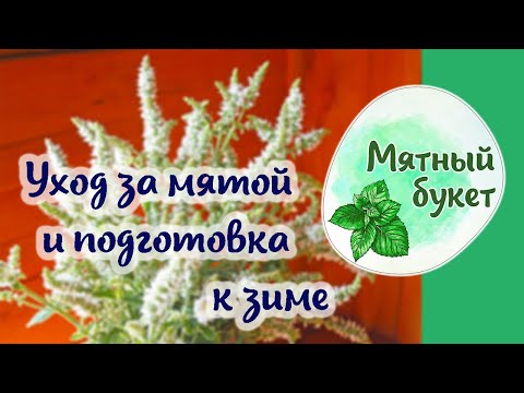Видео: Уход за мятой и подготовка к зиме