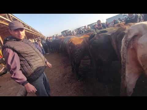 Видео: Молбозори хочишариф Ш.бохтар 31.10.2025.