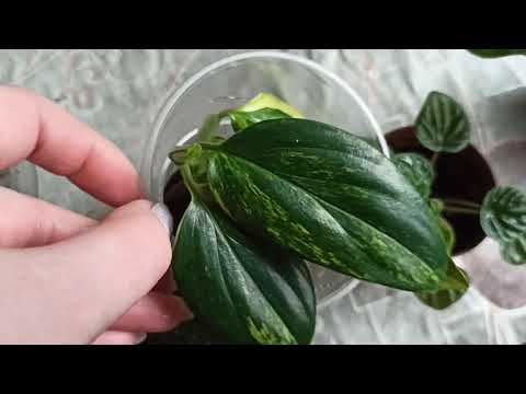 Видео: Пересадила хойи, которые категорически не растут 🍀