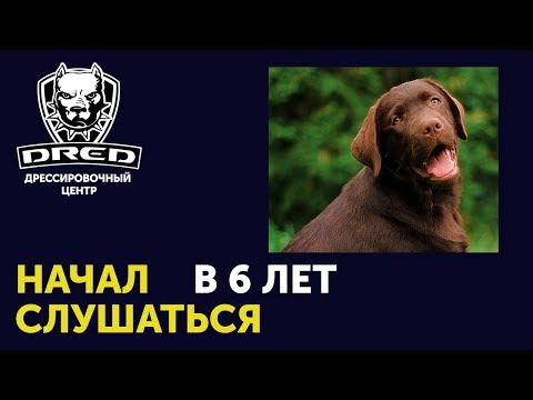 Видео: Как перевоспитать Лабрадора в шесть лет | Решение проблем со взрослой собаки