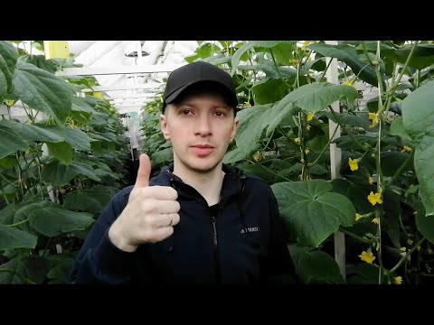 Видео: Правильная посадка огурца для моей теплицы!