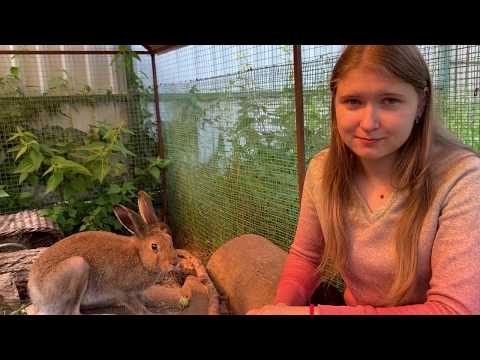 Видео: Почему не надо «спасать» зайцев из природы. О зайчатах и людях. "Дом зайца" часть 1