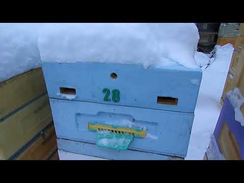Видео: почему в зимующей семье пчел сыро и как с этим бороться - зимовка пчел на воле