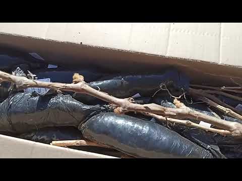 Видео: Саженцы. Распаковка посылки "Гарденмарт". #садиогород #деревня #саженцы #онкология #онкоблогер #онко