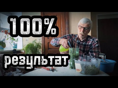 Видео: Укоренение черенков винограда. Укоренение на воде и укоренение при помощи мха.