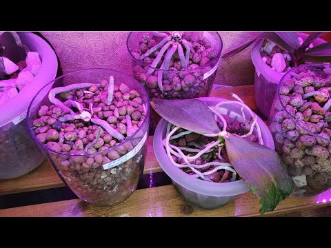 Видео: 13.10.20.полив пеньков ОРХИДЕЙ.