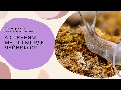Видео: А слизням мы по морде чайником!