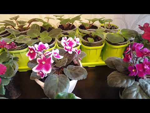 Видео: Всё о фиалках / Фиалкалар жонундо