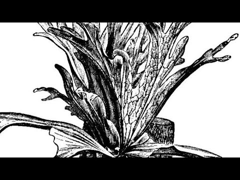 Видео: Эксклюзивный Гибридный Сорт Платицериум P.CORONARIUM X Bifurcatum