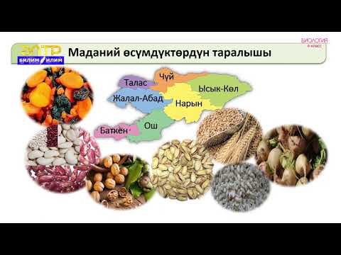 Видео: 6-класс | Биология | Маданий өсүмдүктөрдүн келип чыгышы жана алардын географиясы