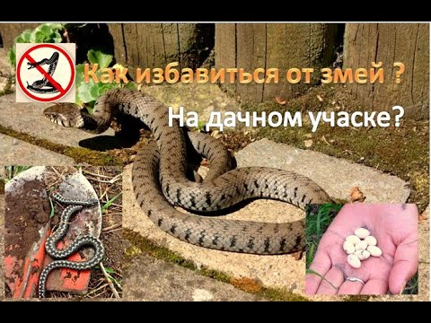 Видео: Как избавиться от змей на дачном участке: ДВА проверенных способа!!
