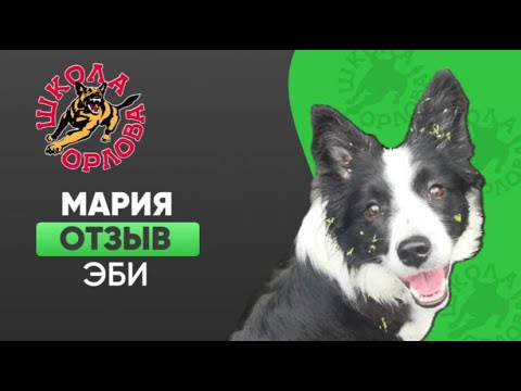 Видео: неСлучайный бордер-колли…