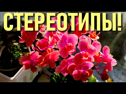 Видео: ОРХИДЕИ И НАВЯЗАННЫЕ СТЕРЕОТИПЫ МИФЫ И ПРЕДРАССУДКИ , КОТОРЫЕ МЕШАЮТ УХОДУ! ЧЕГО НЕ НАДО БОЯТЬСЯ?!