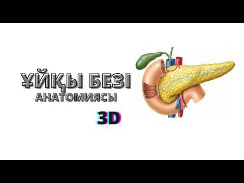 Видео: ҰЙҚЫ БЕЗІ | ҚҰРЫЛЫСЫ, ҚЫЗМЕТІ | ФЕРМЕНТТЕРІНЕ ШОЛУ