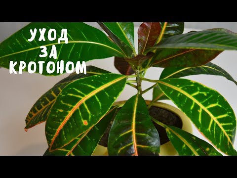 Видео: КРОТОН. УХОД И СОДЕРЖАНИЕ. Мои цветы. Мой опыт.