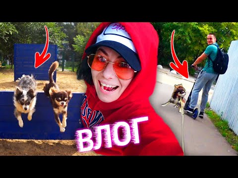 Видео: ВПЕРВЫЕ ТРЕНИРУЮ ВСЕХ СОБАК В МОСКВЕ НА ПЛОЩАДКЕ ДРЕССИРОВКИ! ЧУТЬ НЕ СБИЛИ МОЮ СОБАКУ! ЭПИК ВЛОГ