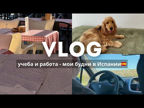 Видео: VLOG: работа и учеба в Испании / новый питомец
