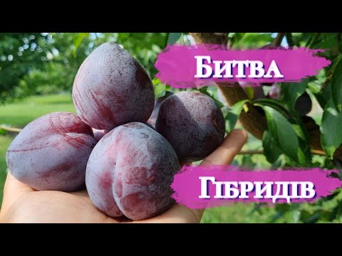 Видео: ТОП-гібриди: детальне порівняння! Який кращий? 🌱🔥