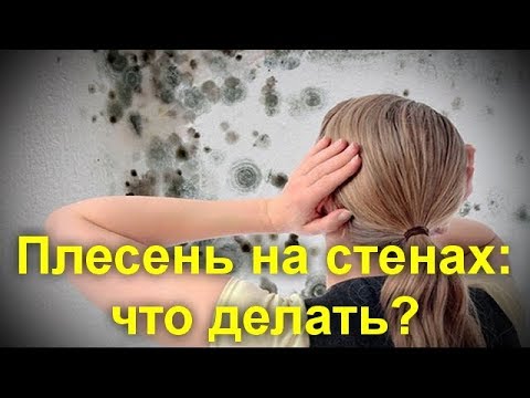 Видео: Плесень на стенах: что делать? Что   нужно   сделать   обязательно !