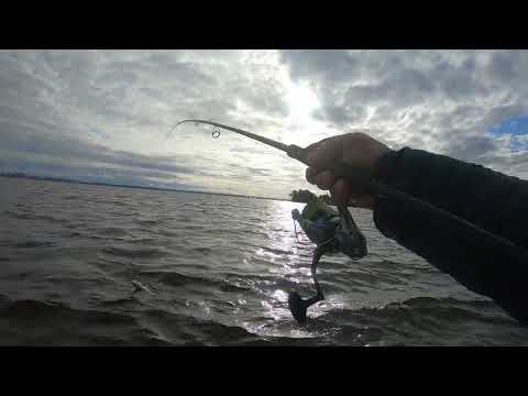 Видео: На поиски судака.