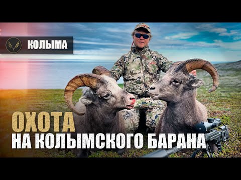 Видео: ТРОФЕЙНАЯ ОХОТА НА КОЛЫМЕ | КОЛЫМСКИЙ БАРАН | ЭКСПЕДИЦИЯ НА КОЛЫМУ