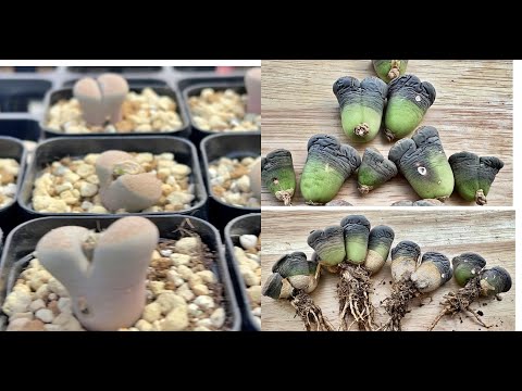 Видео: SUB)Литопсы l черенкование l размножение l черенки литопсов