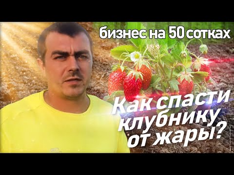 Видео: 55/20 Как спасти клубнику от жары? Ягода клубники летом.