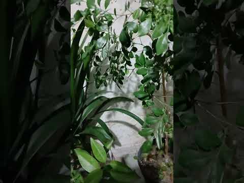 Видео: 2 січня 2025 р.