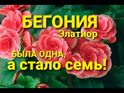 Видео: Бегония Элатиор обрезка, черенкование, пересадка.