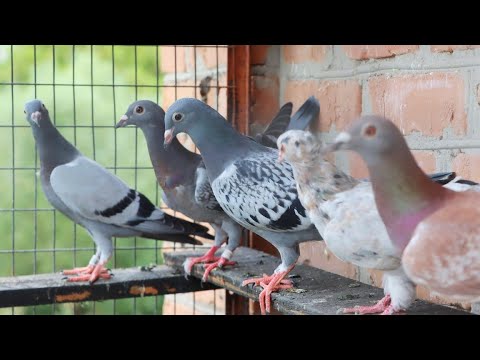 Видео: Як побудований Голубятник. Підготовка до сезону 2023.