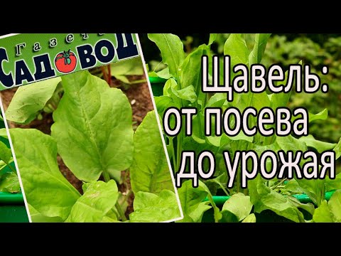 Видео: ЩАВЕЛЬ: ОТ ПОСЕВА ДО УРОЖАЯ