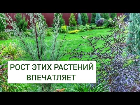 Видео: РОСТ ЭТИХ РАСТЕНИЙ ВПЕЧАТЛЯЕТ. 29.09.2024г. БЕЛАРУСЬ, ГОМЕЛЬСКАЯ ОБЛАСТЬ