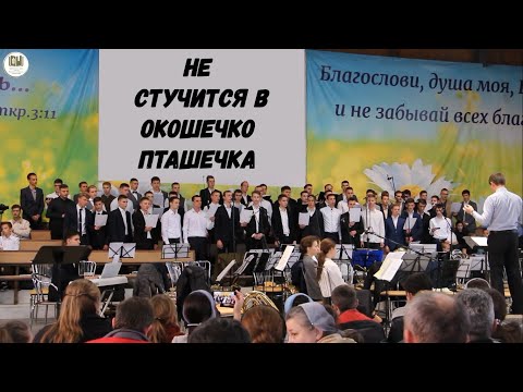 Видео: Не стучится в окошечко пташечка