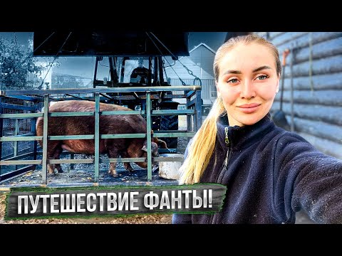 Видео: Отвезли свинку на свидание к хряку. Деревенские будни.