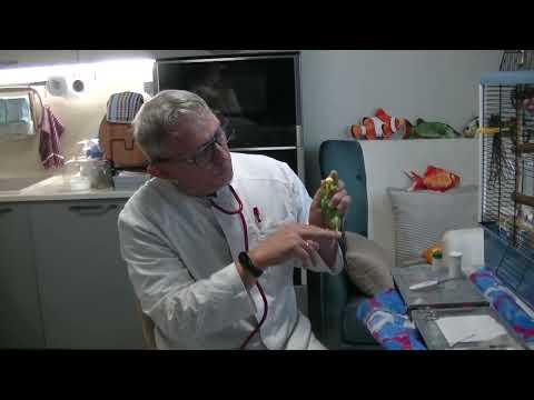 Видео: ШВО Как определить наличие болевой чувствительности при травме лаки у птиц. Август 2023 год.