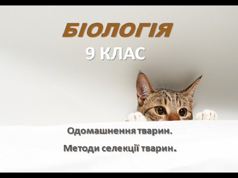 Видео: Відеоурок БІОЛОГІЯ 9 КЛАС  "Одомашнення тварин.Методи селекції тварин"