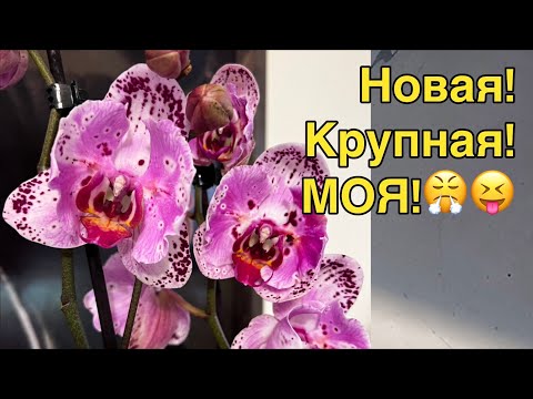 Видео: Бывшая любовница бывшего мужа нашла меня и здесь! 🤷🏼‍♀️