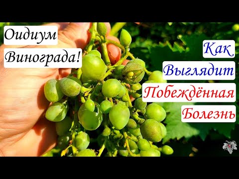 Видео: Оидиум Винограда! Как выглядит побеждённая Болезнь